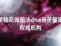 攀枝花做司法dna亲子鉴定权威机构